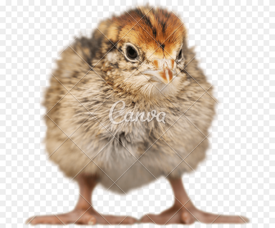 Chick 2 Baby Chicken, Animal, Bird, Beak, Pet Free Transparent Png