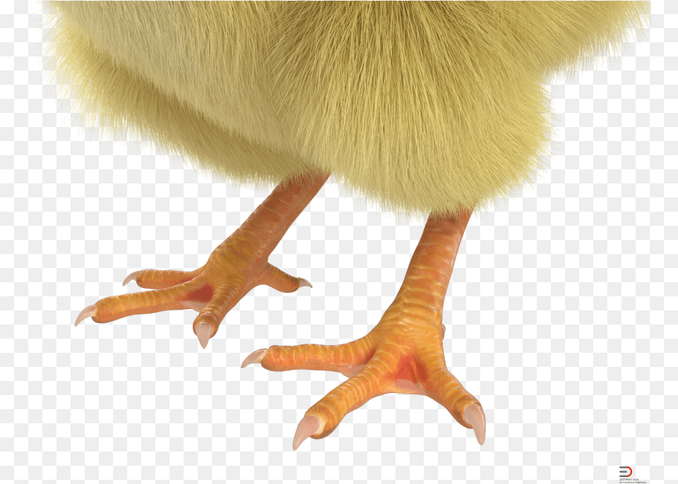 Chick With Fur Royalty 3d Model Canada Goose, Electronics, Hardware, Animal, Bird Free Png Download