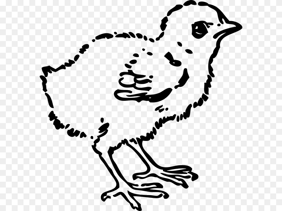 Chick Young Chicken Hatchling Baby Chicken Chicken Black And White Clip Art Chick, Animal, Bird, Accessories, Jewelry Free Png