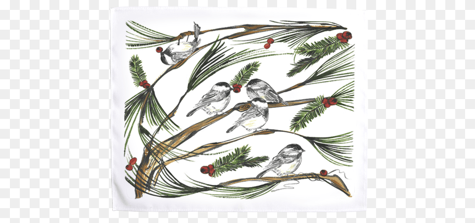 Chickadee, Conifer, Plant, Tree, Animal Png