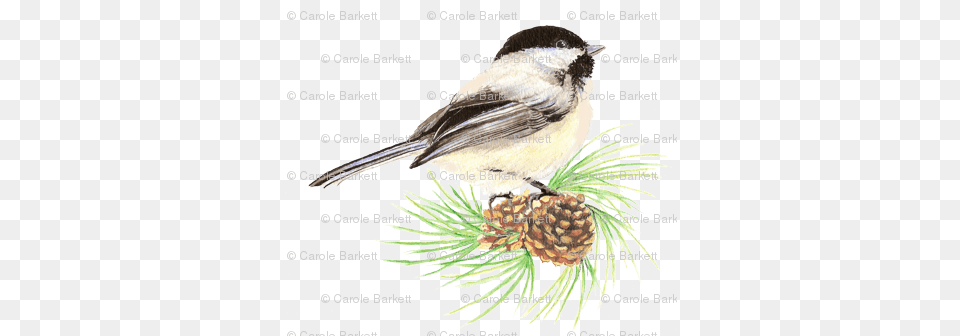 Chickadee Amp Pine Cone Cafepress Chickadee Pine Sticker Square Bumper, Conifer, Plant, Tree, Animal Free Png Download