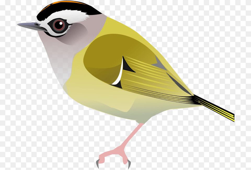 Chickadee Vector Svg Northern Grey Shrike, Animal, Bird, Finch, Canary Free Png Download