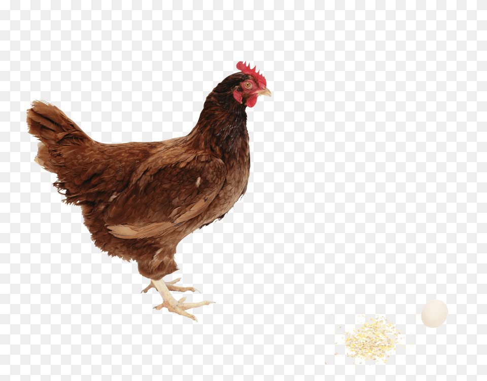 Chicken, Animal, Bird, Fowl, Poultry Free Transparent Png