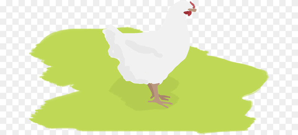 Chicken, Fowl, Animal, Bird, Poultry Free Png Download