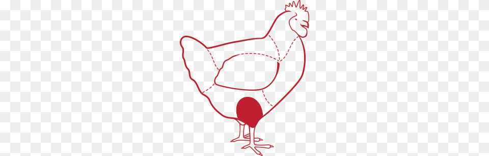 Chicken, Animal, Bird, Fowl, Hen Free Png Download