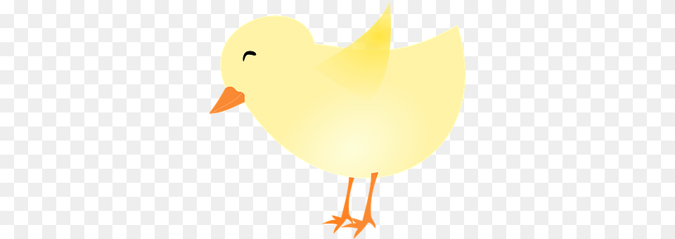 Chicken Animal, Beak, Bird Free Png
