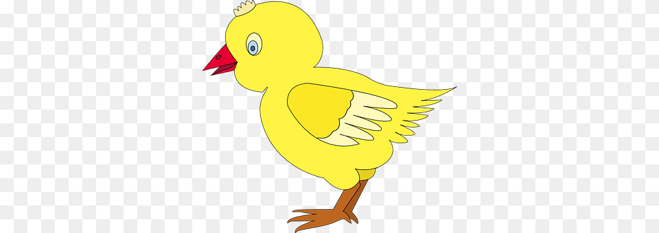Chicken Animal, Beak, Bird Png Image