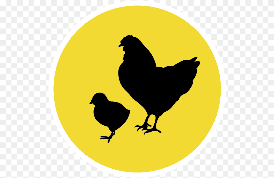 Chicken, Silhouette, Animal, Bird, Fowl Free Png