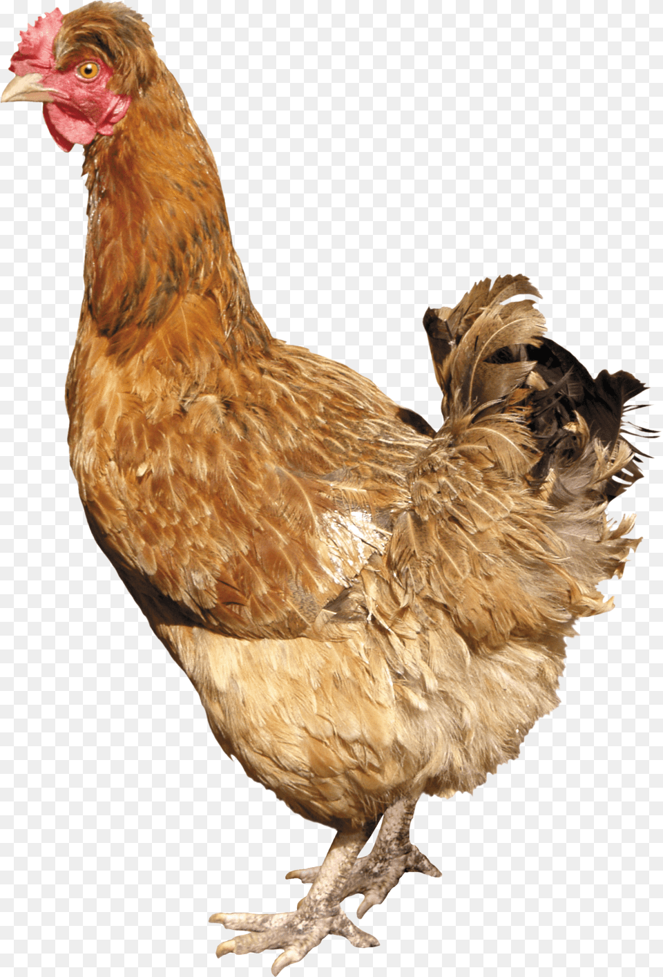 Chicken, Animal, Bird, Fowl, Hen Png Image