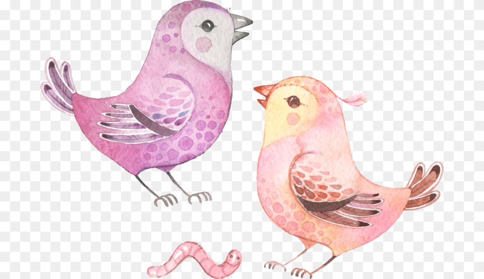 Chicken, Animal, Bird, Finch, Reptile Png