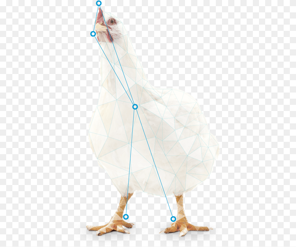 Chicken, Animal, Bird, Fowl, Hen Free Png Download