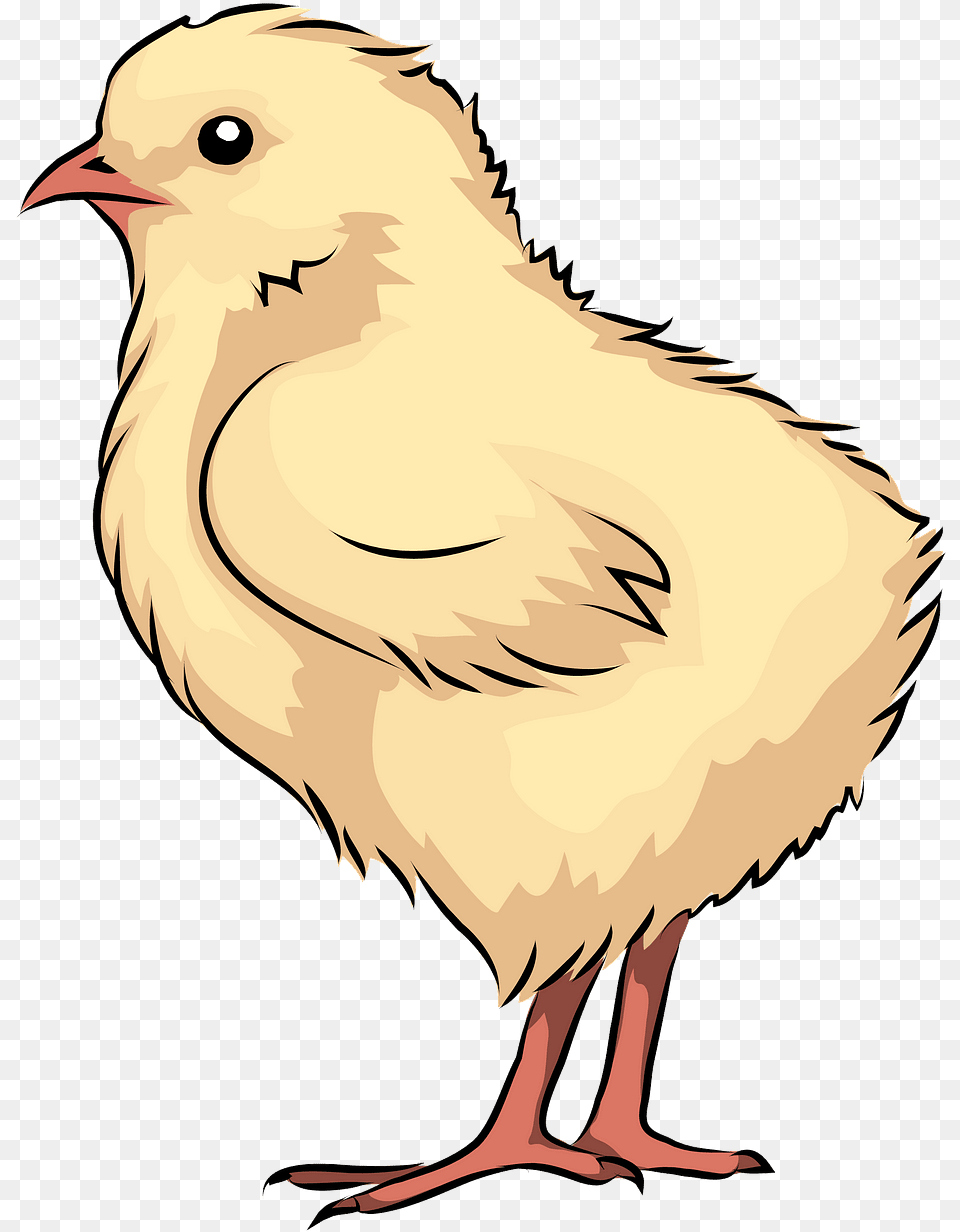 Chicken, Animal, Bird, Fowl, Hen Free Png