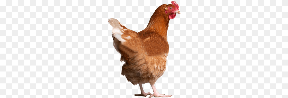 Chicken, Animal, Bird, Fowl, Hen Png