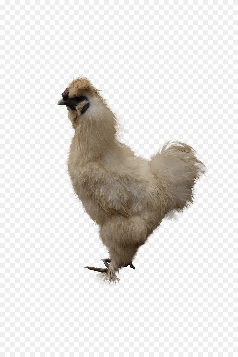 Chicken, Animal, Bird, Fowl, Poultry Free Transparent Png