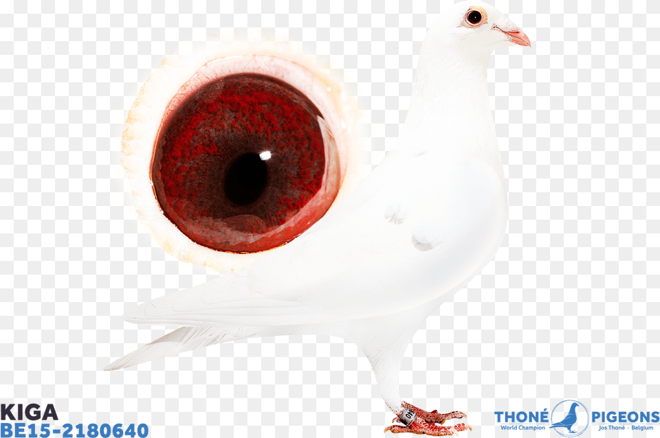 Chicken, Animal, Bird, Pigeon, Dove Png Image