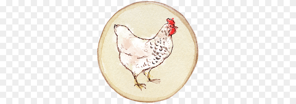 Chicken Animal, Bird, Fowl, Poultry Free Transparent Png