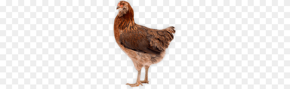 Chicken, Animal, Bird, Fowl, Hen Free Png Download