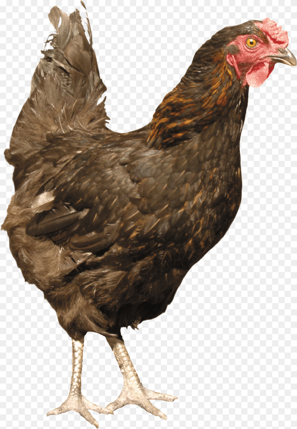 Chicken, Animal, Bird, Fowl, Hen Png