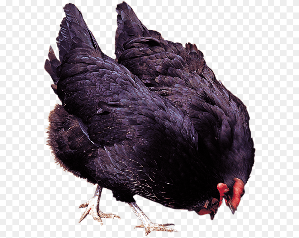 Chicken, Animal, Bird, Fowl, Hen Png Image