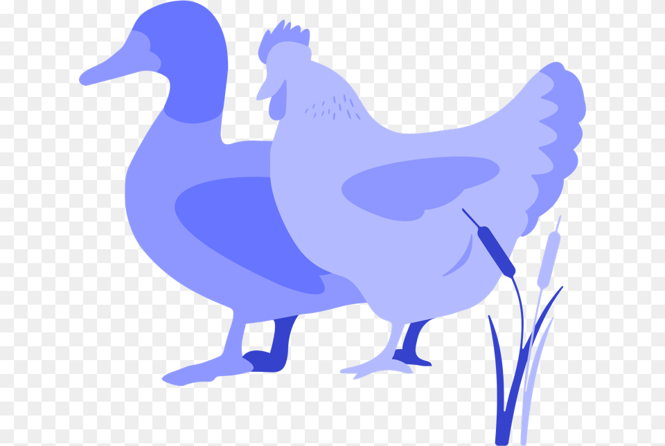 Chicken, Animal, Bird, Person Png