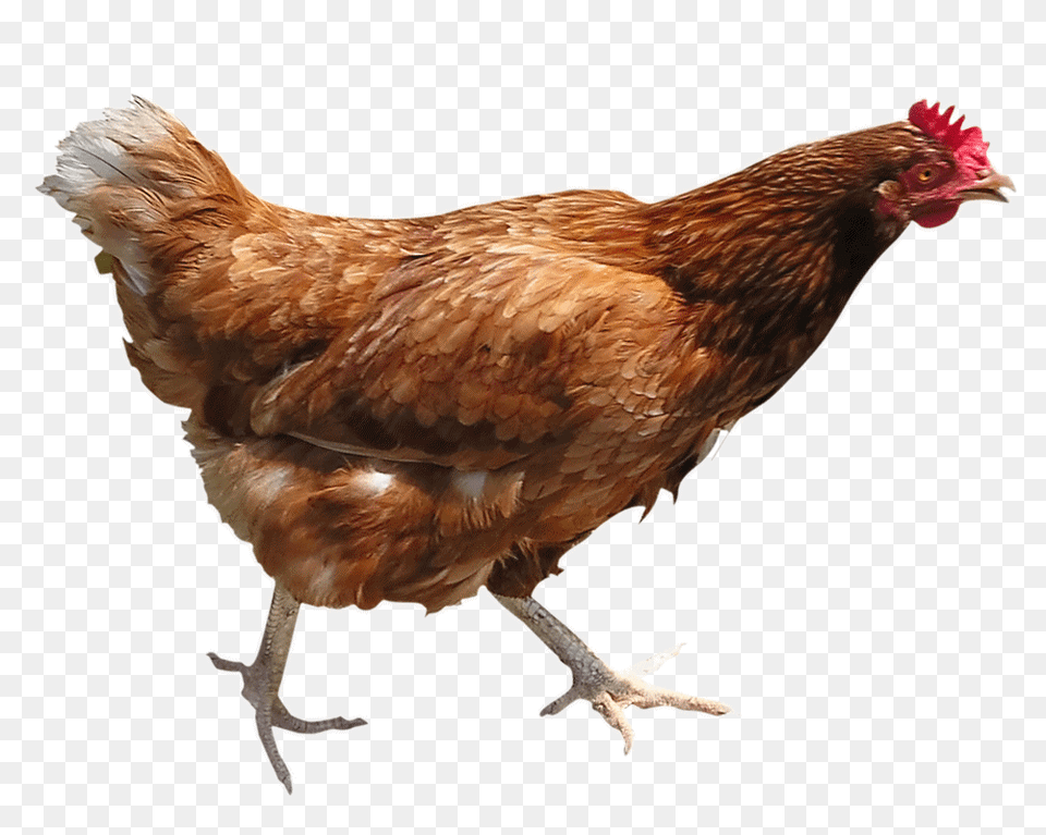 Chicken, Animal, Bird, Fowl, Poultry Png