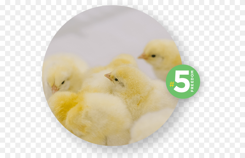 Chicken, Animal, Bird, Fowl, Poultry Free Transparent Png