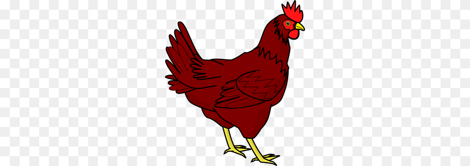 Chicken Animal, Bird, Fowl, Poultry Free Png