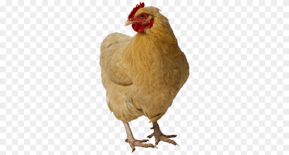 Chicken, Animal, Bird, Fowl, Hen Free Png Download