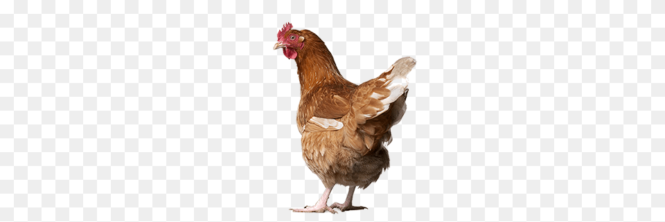 Chicken, Animal, Bird, Fowl, Hen Png Image