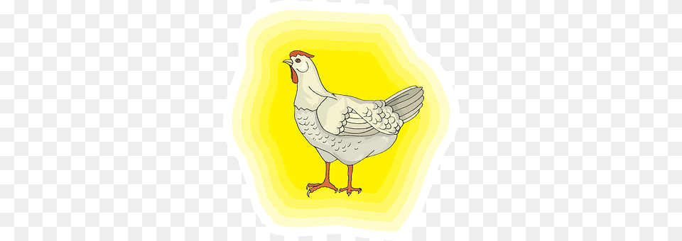 Chicken Animal, Bird, Fowl, Hen Free Transparent Png