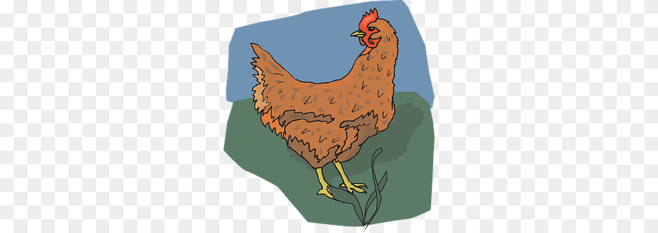 Chicken Animal, Bird, Fowl, Hen Free Png