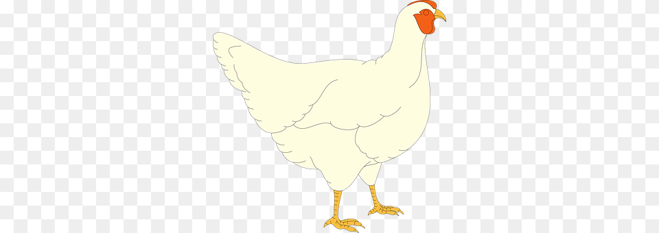 Chicken Animal, Bird, Fowl, Hen Free Png