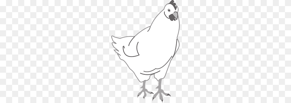 Chicken Animal, Bird, Fowl, Hen Png Image