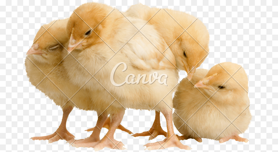 Chicken, Animal, Hen, Fowl, Bird Free Png