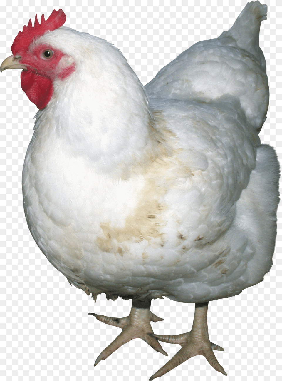 Chicken, Animal, Bird, Fowl, Hen Png