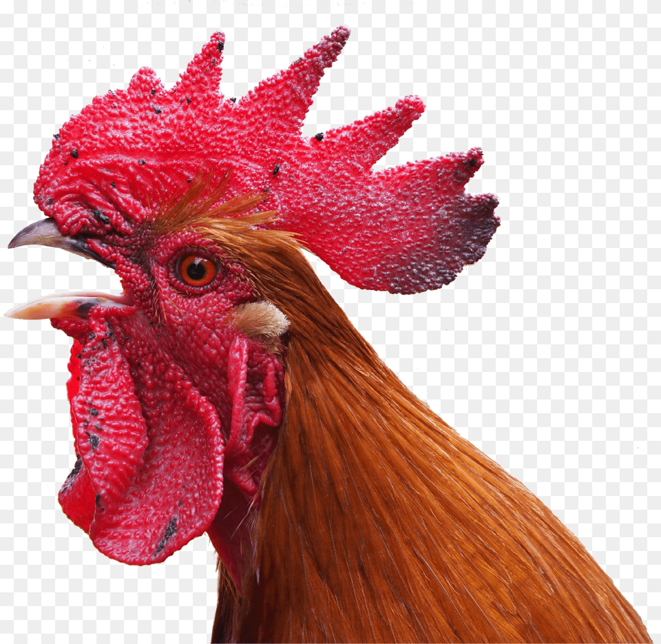 Chicken, Animal, Bird, Fowl, Poultry Png