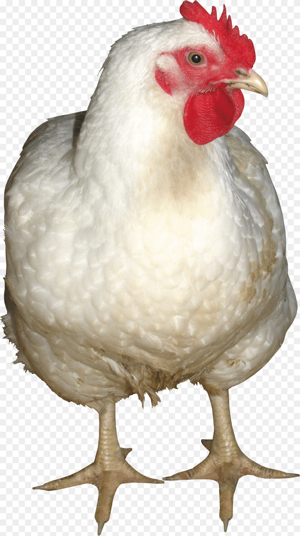 Chicken Png