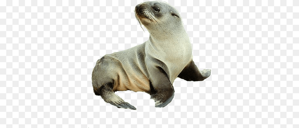 Chicken Alaska Cape Fur Seal Pup, Animal, Mammal, Sea Life, Sea Lion Png