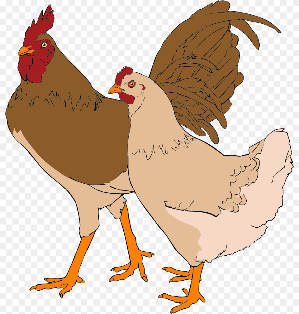 Chicken And Rooster Clipart, Animal, Bird, Fowl, Hen Free Transparent Png