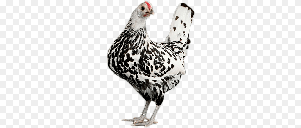 Chicken As Food, Animal, Bird, Fowl, Hen Free Transparent Png