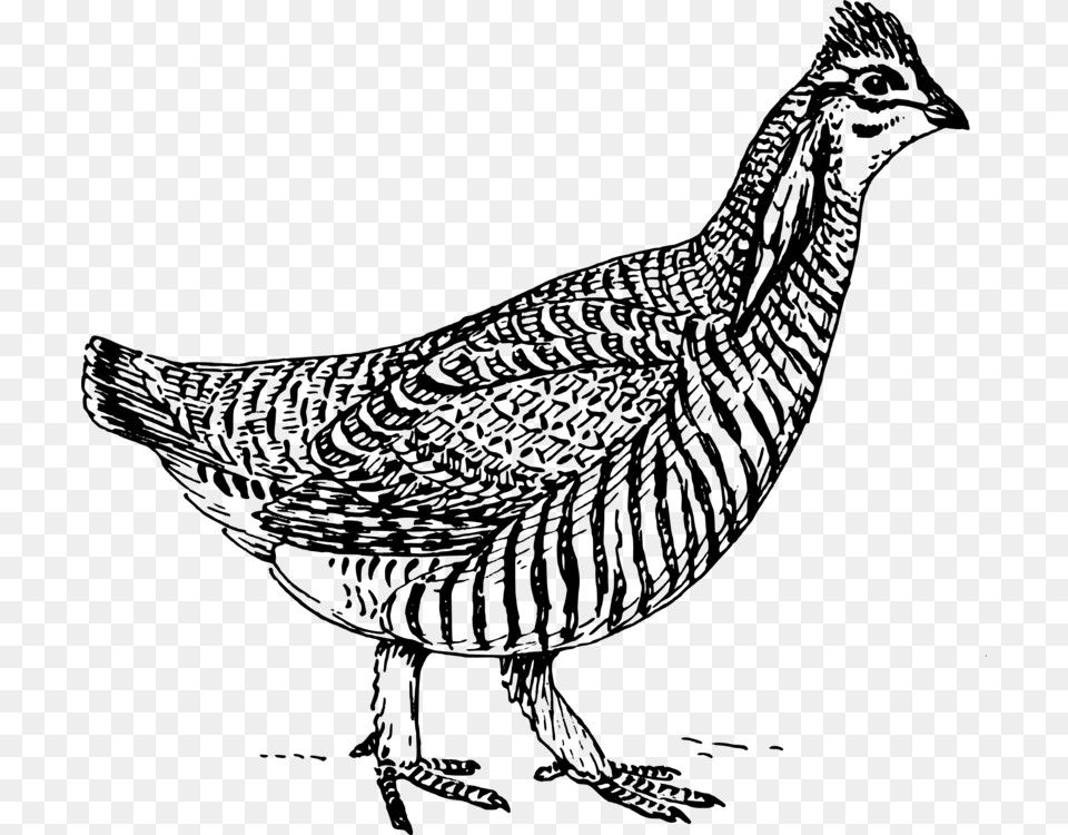 Chicken As Food Coloring Book Drawing Fowl, Gray Png Image