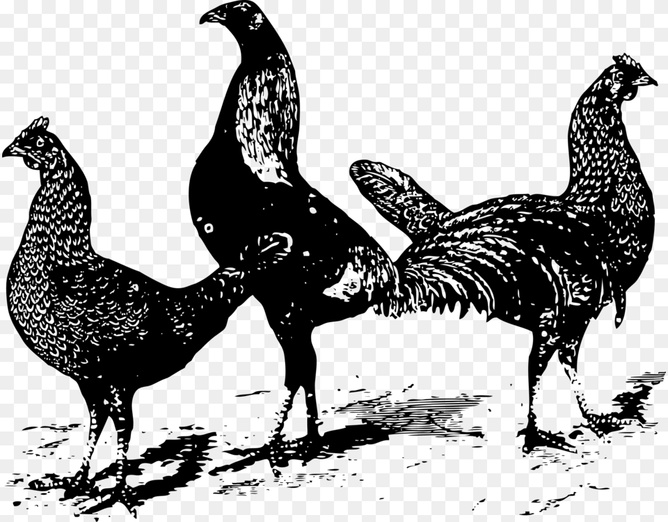 Chicken As Food Poultry Rooster Drawing Clipart Of Three Chickens, Gray Png Image