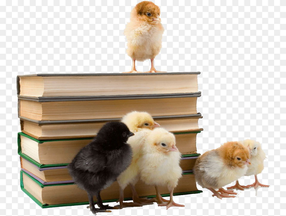 Chicken Baby Book Chicken, Animal, Bird, Fowl, Poultry Png Image