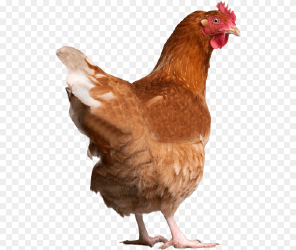 Chicken Back Side Chicken Jpg, Animal, Bird, Fowl, Hen Free Png