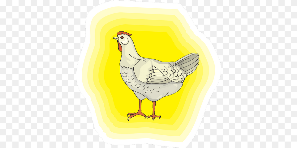 Chicken Bird White Feathers U2013 Animal, Fowl, Hen, Poultry Free Transparent Png