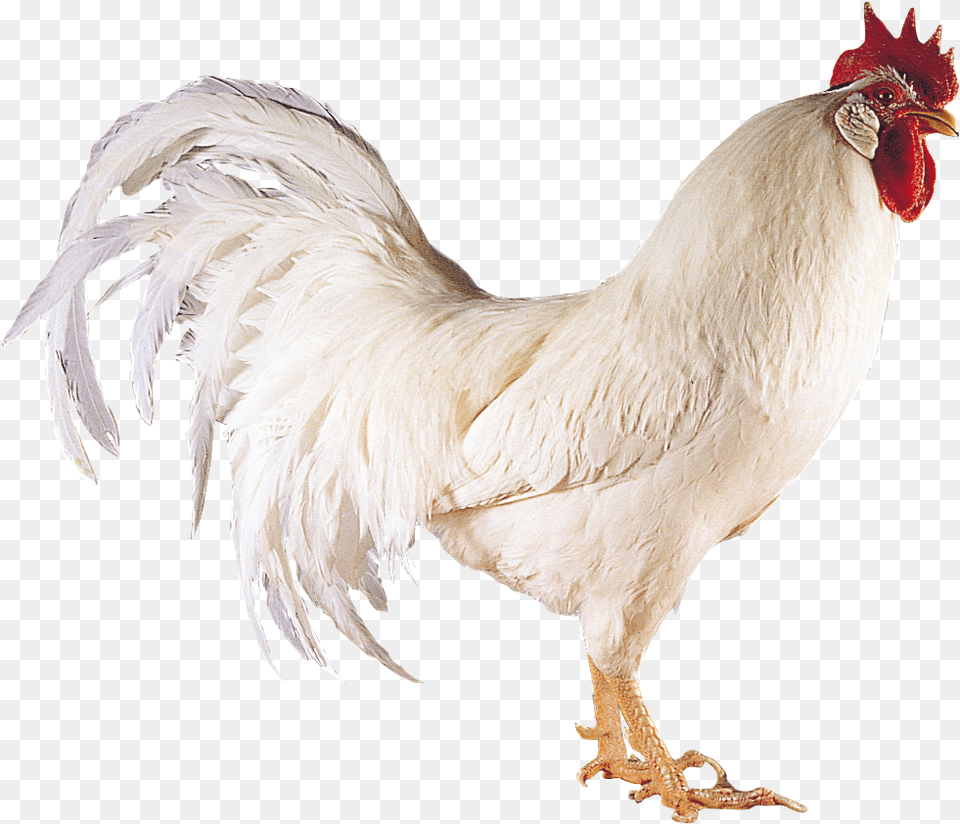 Chicken Boca A River 2011, Animal, Bird, Fowl, Poultry Png