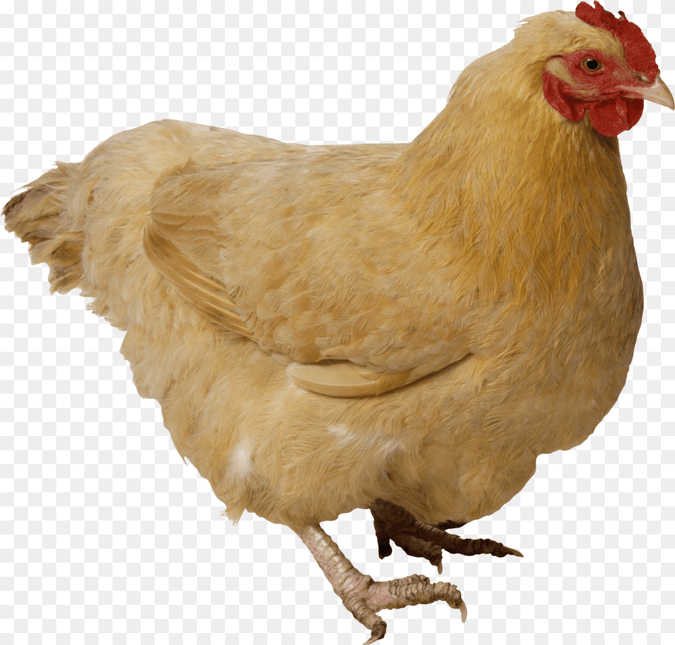Chicken Brown, Animal, Bird, Fowl, Hen Png