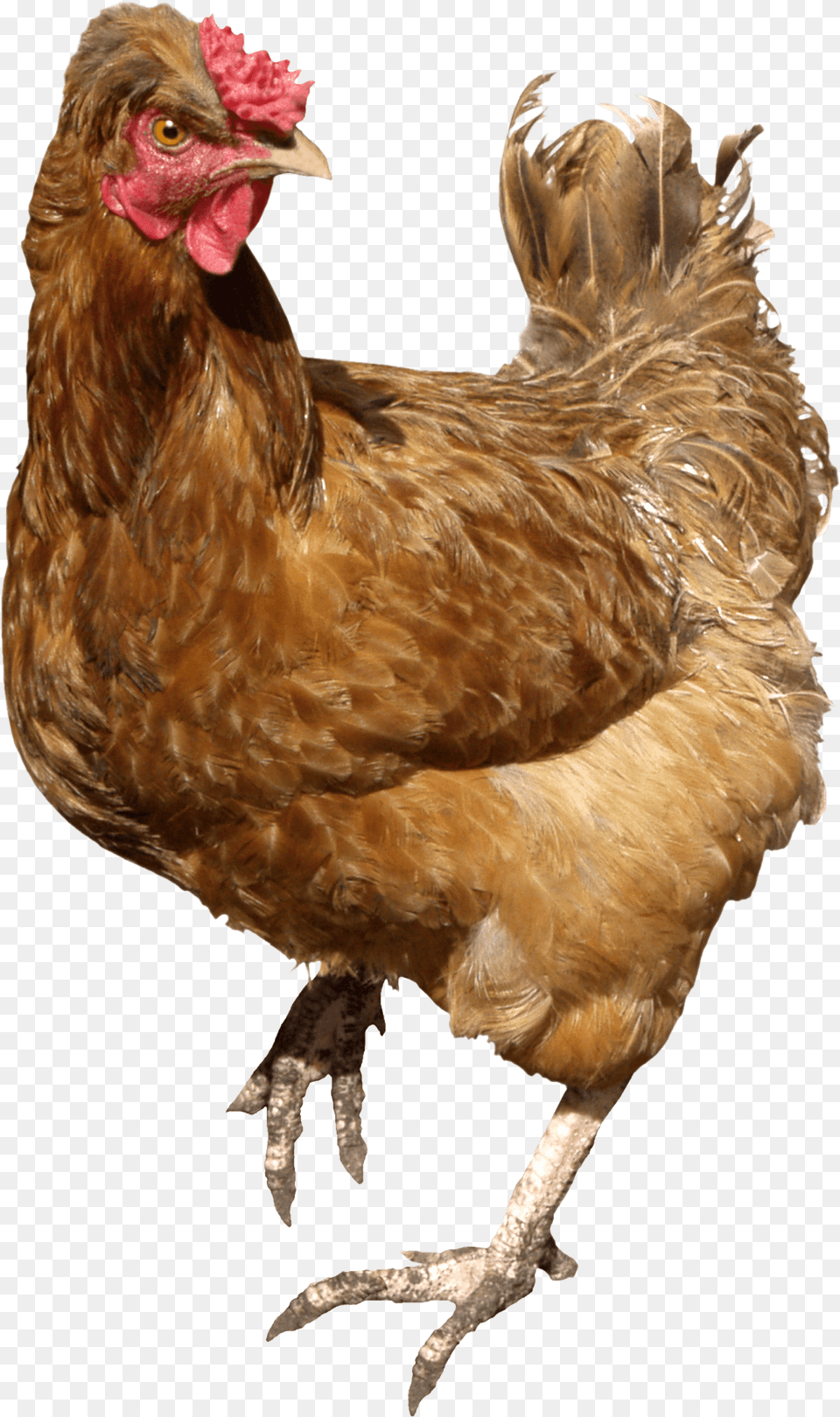 Chicken Brown Walking Chickens, Animal, Bird, Fowl, Poultry Png Image
