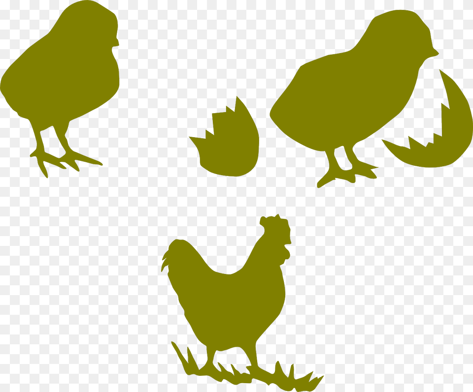 Chicken Chick Illustration Vector, Animal, Bird, Fowl, Poultry Free Png Download