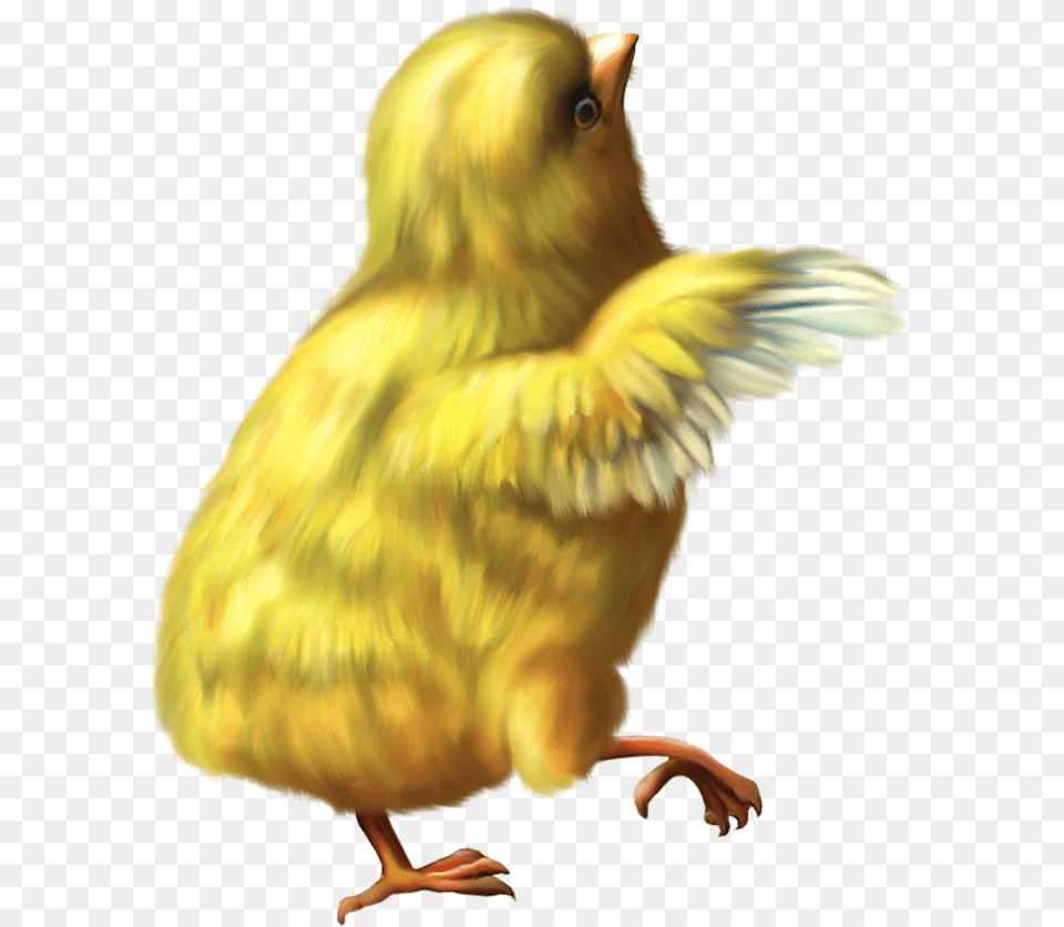 Chicken Chicken Gif, Animal, Bird, Canary Png Image